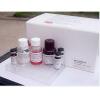 大鼠白介素2(IL-2)ELISA检测试剂盒
