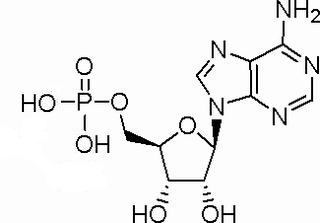 5-腺苷一磷酸，分析标准品,HPLC≥98%