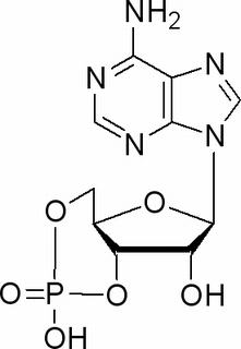 环磷酸腺苷，化学对照品(50mg)