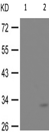兔抗CCND3(Phospho-Thr283)多克隆抗体