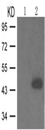 兔抗CCNE1(phospho-Thr395)多克隆抗体
