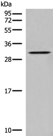 兔抗DNASE1L1多克隆抗体