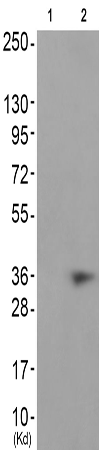 兔抗CCNH(Phospho-Thr315)多克隆抗体