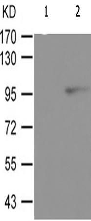 兔抗DNM1L(Ab-637)多克隆抗体
