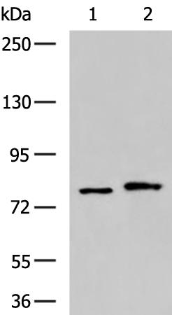 兔抗DNM1L多克隆抗体