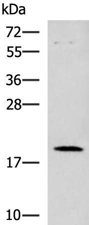 兔抗DNPH1多克隆抗体
