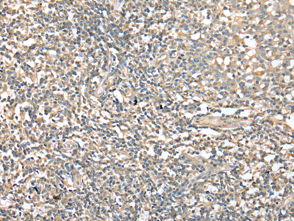 兔抗CD1D多克隆抗体