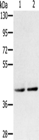 兔抗DPF2多克隆抗体