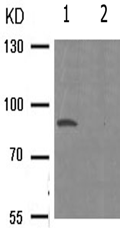 兔抗CD44(Phospho-Ser706)多克隆抗体