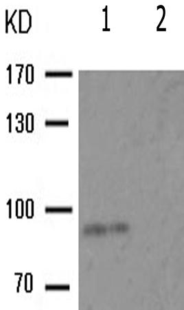 兔抗FLT1(Phospho-Tyr1213)多克隆抗体