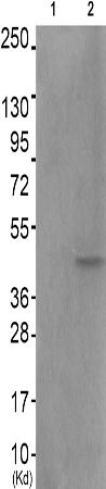 兔抗FOS(Phospho-Thr232)多克隆抗体