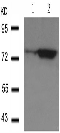 兔抗FOXO1(Phospho-Ser319)多克隆抗体