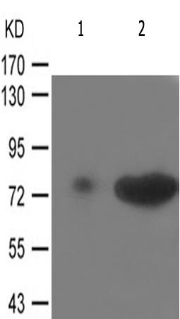 兔抗FOXO1(Phospho-Ser329)多克隆抗体