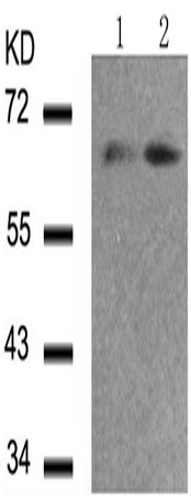 兔抗FOXO4(Phospho-Ser197)多克隆抗体