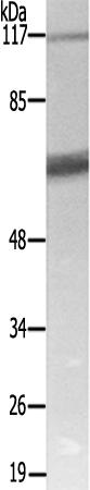 兔抗FRS2(Ab-196)多克隆抗体