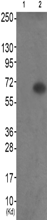 兔抗MAPT(Phospho-Thr217)多克隆抗体