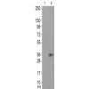 兔抗CCNH(Phospho-Thr315)多克隆抗体