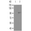 兔抗DNM1L(Ab-637)多克隆抗体