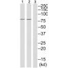 兔抗DNM1L(Phospho-Ser637)多克隆抗体