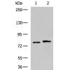 兔抗DNM1L多克隆抗体