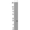 兔抗CCR5(Phospho-Ser349)多克隆抗体