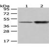 兔抗CD14多克隆抗体