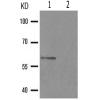 兔抗CD19(Phospho-Tyr531)多克隆抗体