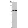 兔抗CD33多克隆抗体