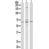兔抗DPYSL2(Ab-522)多克隆抗体