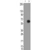 兔抗DPYSL2(Phospho-Ser522)多克隆抗体