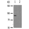 兔抗CD44(Phospho-Ser706)多克隆抗体