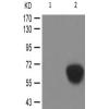 兔抗DPYSL2(Phospho-Thr514)多克隆抗体