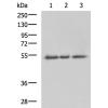 兔抗CD47多克隆抗体