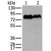 兔抗CD55多克隆抗体