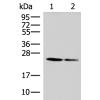 兔抗CD63多克隆抗体