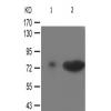 兔抗FOXO1(Phospho-Ser329)多克隆抗体