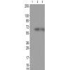 兔抗FRS2(Phospho-Tyr436)多克隆抗体