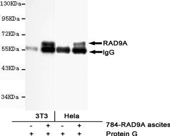 小鼠抗RAD9A单克隆抗体