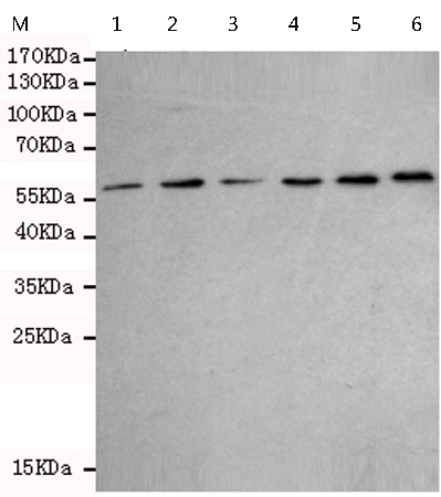 小鼠抗RAD23B单克隆抗体