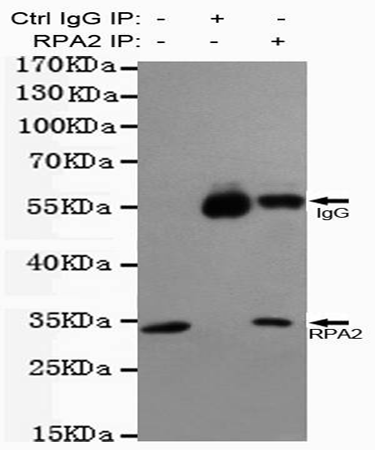 小鼠抗RPA2单克隆抗体