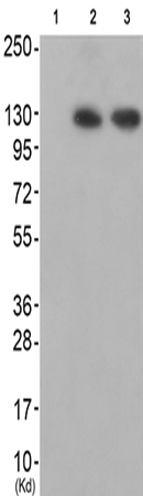 兔抗TNK2(Ab-284) 多克隆抗体