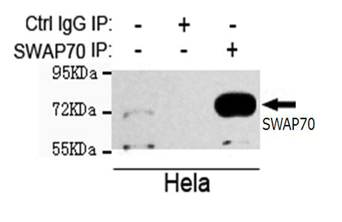 小鼠抗SWAP70单克隆抗体 
