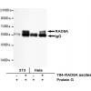 小鼠抗RAD9A单克隆抗体