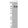 兔抗TNK2(Ab-284) 多克隆抗体