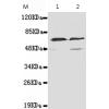 小鼠抗TAB1(N-term)单克隆抗体