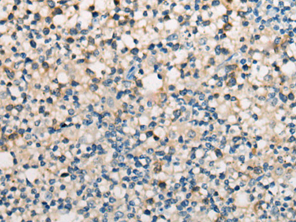 兔抗CD28多克隆抗体
