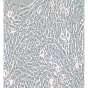 Lec1/Pro-5WgaRI3C仓鼠卵巢细胞