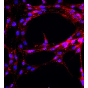 大鼠主动脉内皮细胞