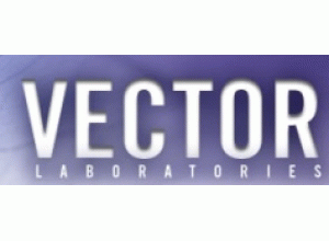 Vector代理主图