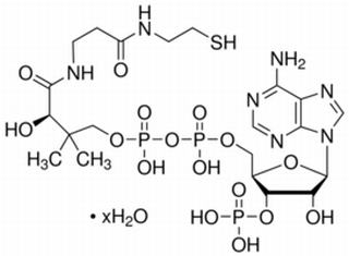 辅酶A，生物标准品(50mg)